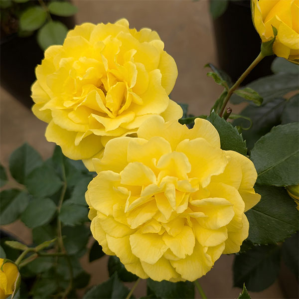 [26年5月中下旬予約]四季咲中輪バラ：ゴールデン ストリート カラーズ新苗