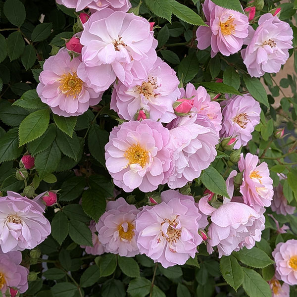 [26年5月中下旬予約]つるバラ：トゥインクル ブローチ新苗