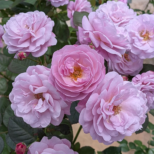 [26年5月中下旬予約]シュラブローズ：あいの風（アイノカゼ）新苗