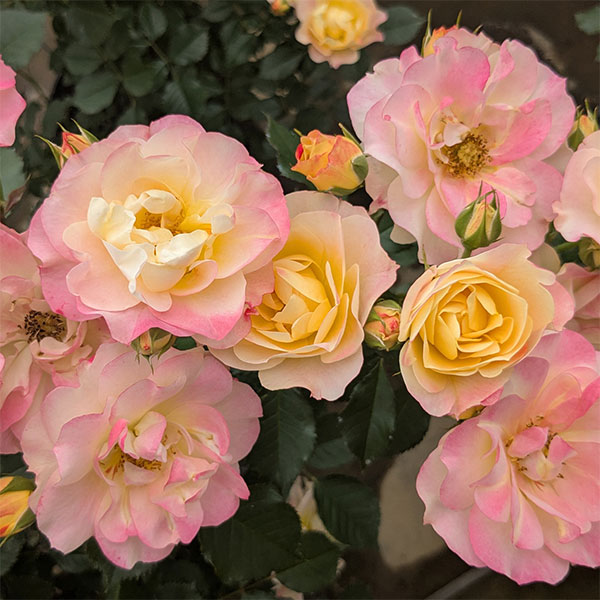 [26年5月中下旬予約]四季咲中輪バラ：シトリン ルージュ新苗