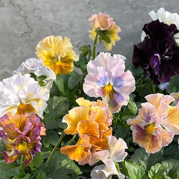 パンジー：Reboon（リボン）　花色アソート3.5号ポット 3株セット