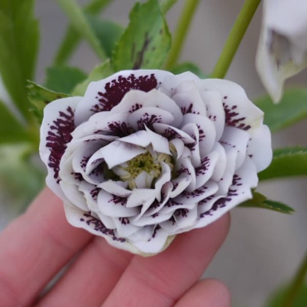 松村ナーセリーさんのクリスマスローズ：ホワイトブロッチダブル3号ポット