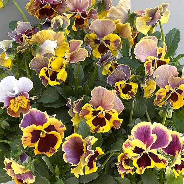 [送料無料]ビオラ（フリル咲き）：アーカイブ　イエローバイカラー系3号ロングポット 12株セット