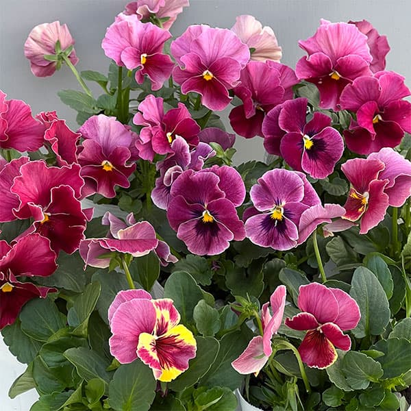 ビオラ（フリル咲き）：アーカイブ　ローズ系3号ロングポット 3株セット