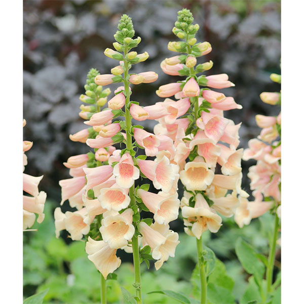 ジギタリス：フォクシービー　アプリコット3.5号ポット