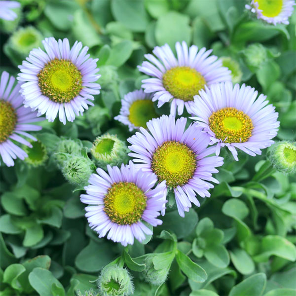 エリゲロン：ビーチボーイ　ブルー3.5号ポット