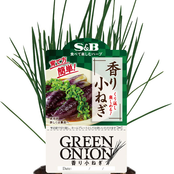 [26年4月下旬予約]S＆B香り香り小ねぎ3号ポット 12株セット