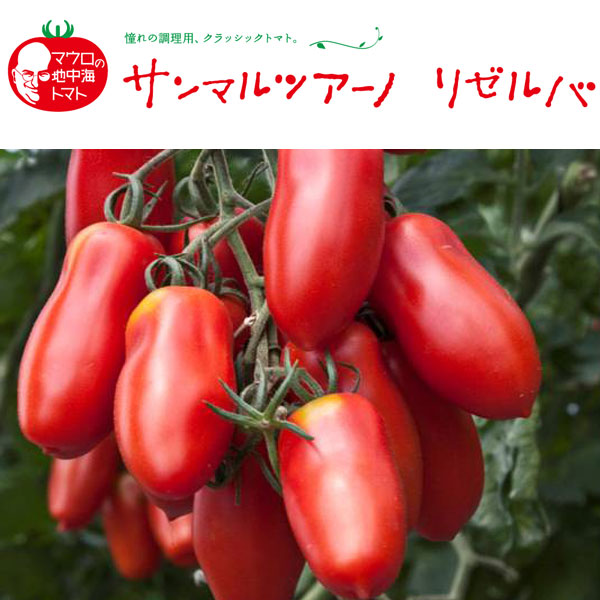 [26年5月中下旬予約]トマト（中玉・調理用）：サンマルツァーノリゼルバ3号ポット*美肌コレクション・