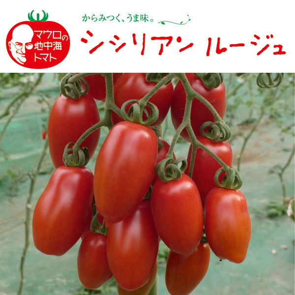 [送料無料][26年5月中下旬予約]トマト（中玉・調理用）：シシリアンルージュ3号ポット* 24株セット