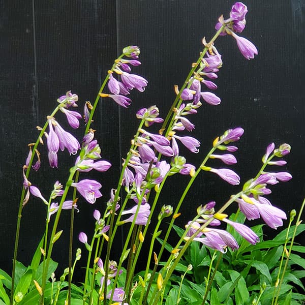 [26年3月中下旬予約]ギボウシ：平和3.5号ポット