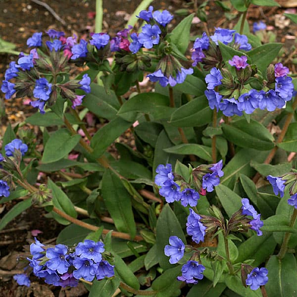 プルモナリア：ブルーエンサイン4号ポット