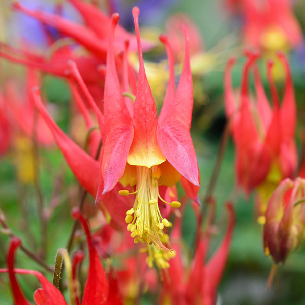 オダマキ：カナダオダマキ（原種）3号ポット