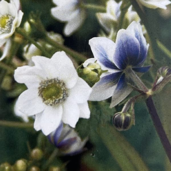 アネモネ：レベイレイ3号ポット