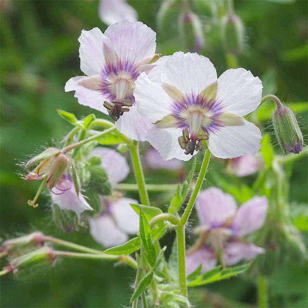 ゲラニウム：ファエウム ウエンディブラッシュ3.5号ポット