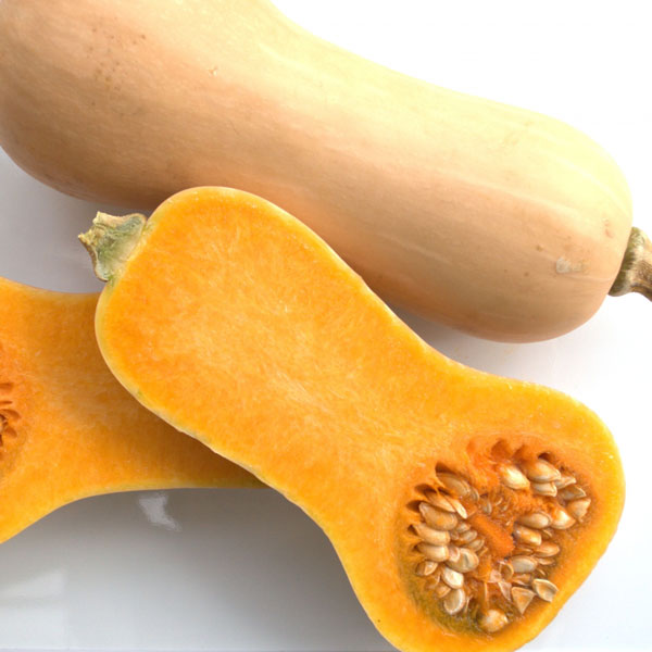 [26年4月下旬予約]カボチャ：バターナッツ 自根苗3.5号ポット 12株セット