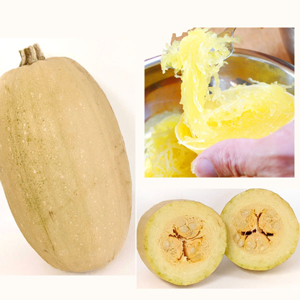 [送料無料][26年4月下旬予約]そうめんかぼちゃ自根苗3.5号ポット 24株セット