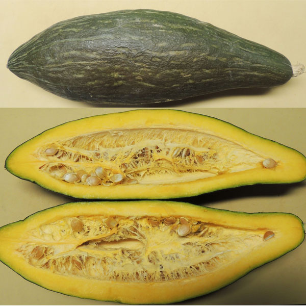 [26年4月下旬予約]カボチャ：甘龍（かんりゅう）自根苗3.5号ポット 12株セット