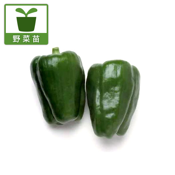 [送料無料][26年4月下旬予約]ピーマン：ニューエースピーマン2.5号ポット 20株セット