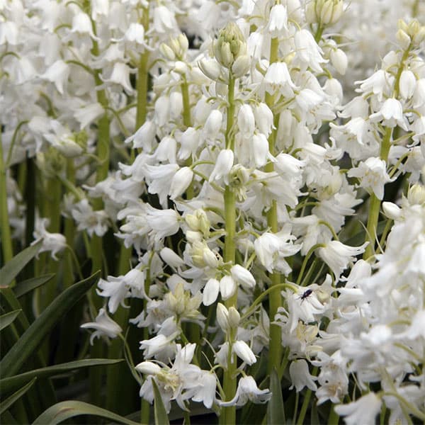 シラーカンパニュラータ（球根つりがね草）：ホワイト1球植え3号ポット 2個セット