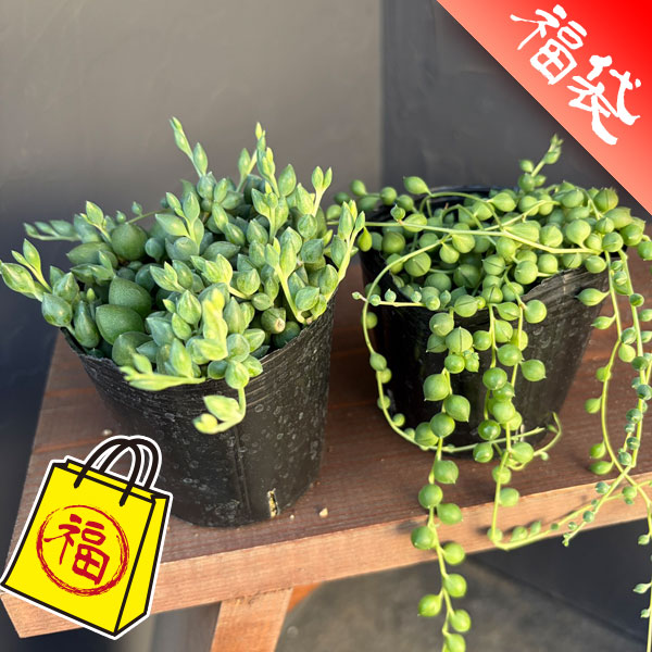 セネシオ：人気ネックレスセット（グリーンネックレス＆エンジェルティアーズ）