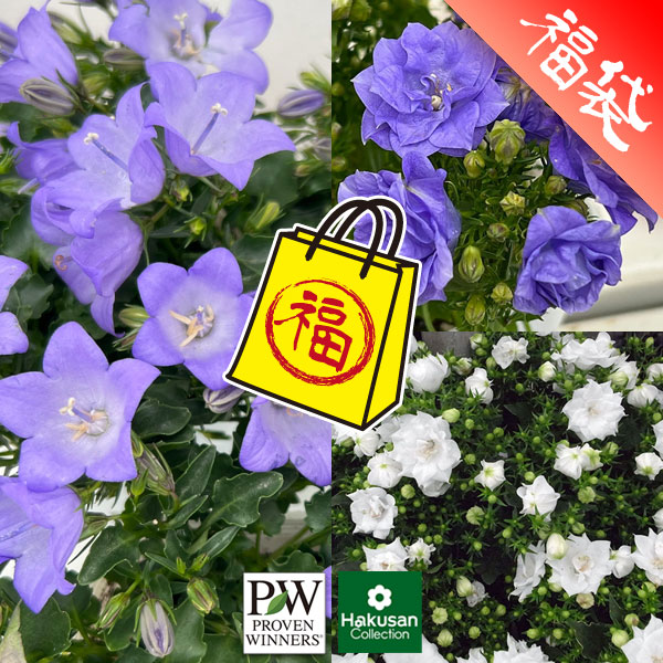 カンパニュラ：超多花性ハイブリッドカンパニュラ3種セット