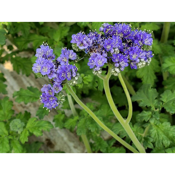 ファセリア：コンジェスタ3号ポット