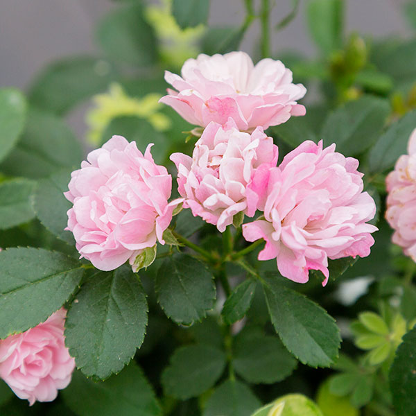 [送料無料]ミニバラ：舞娘（マイコ）6号ポット