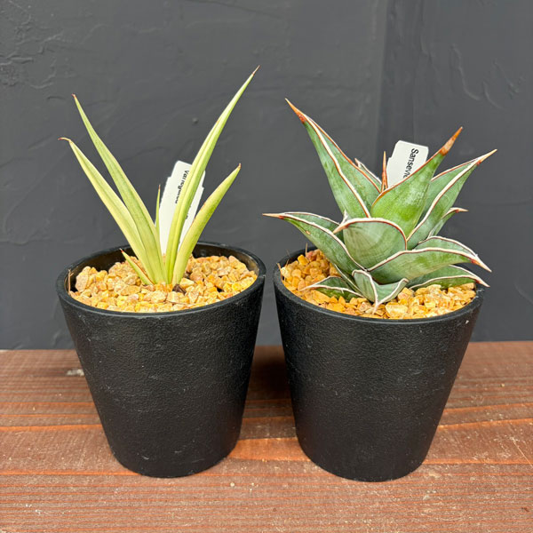 ririn☆様　レア　高品質　グリーンゼブラジャスパー　スフィア　タンザニア産 ririn☆様 レア 高品質 グリーンゼブラジャスパー スフィア タンザニア