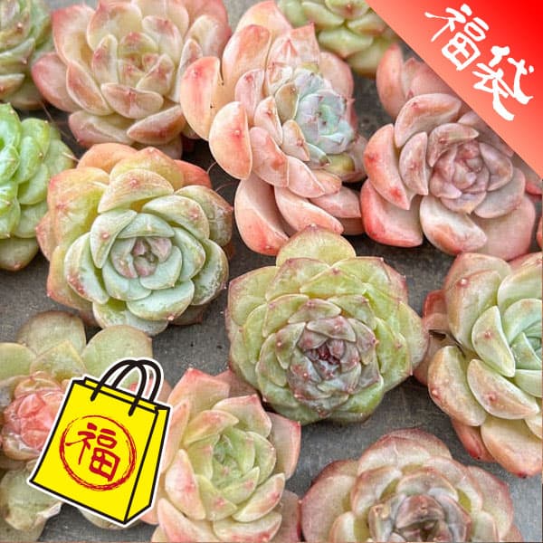 園芸ネット本店｜エケベリア：抜き苗アソート 7株セット の通販【公式】