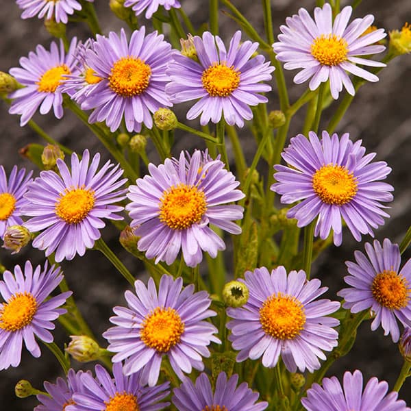 ヒメシオン　（チョウセンミヤマヨメナ）2.5号ポット 6株セット