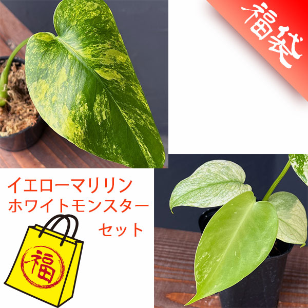 モンステラ：レアセット（イエローマリリン・ホワイトモンスター）