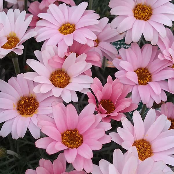 ローダンセマム：アプリコットジャム3.5号ポット*