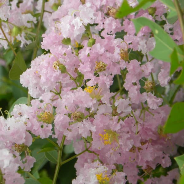 サルスベリ（百日紅）：ローズクォーツ5号ポット