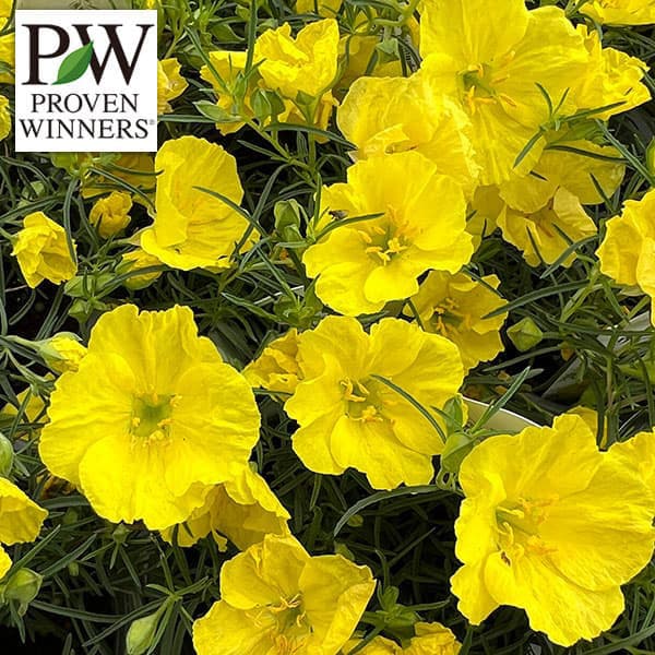 カリロファス：サニーチャープ4号ポット