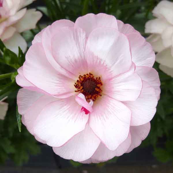 [26年2月中下旬予約]ラナンキュラス：ラックス　ヴィーナス3.5-4号ポット*