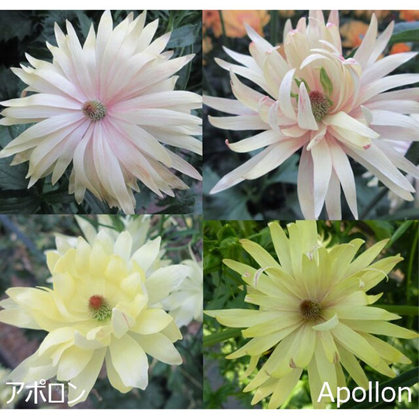 [26年2月中下旬予約]ラナンキュラス：ラックス　アポロン3.5-4号ポット*