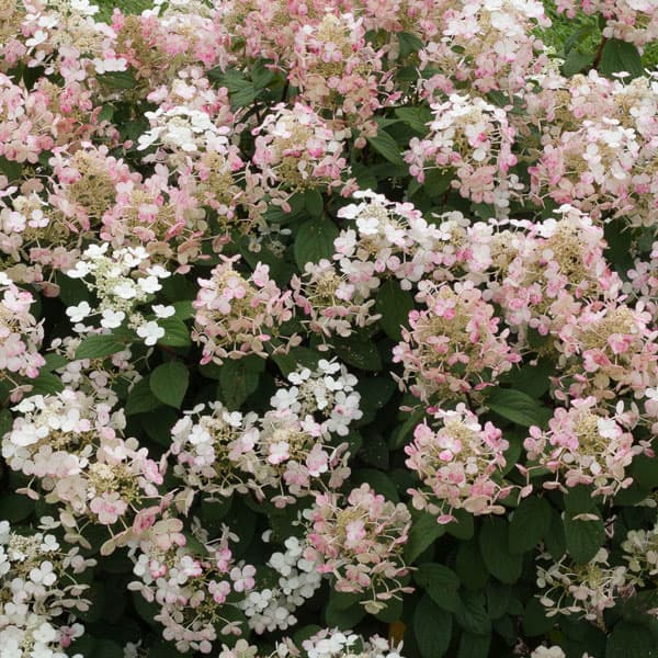 ノリウツギ（糊空木）：リトルクイックファイヤー5号ポット