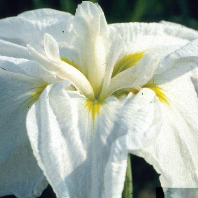 [26年2月中下旬予約]ハナショウブ（花菖蒲）：涼夕（りょうせき）3号ポット