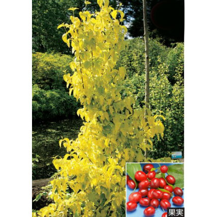 西洋サンシュユ（コーネリアンチェリー）：オーレア4号ポット