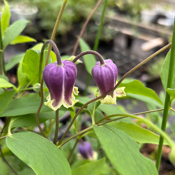 数量限定！大内園芸さんヴィオルナ系2026年最新品種