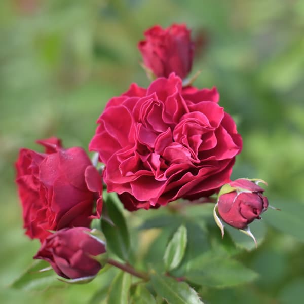 四季咲中輪バラ：ポム大苗5号鉢植え