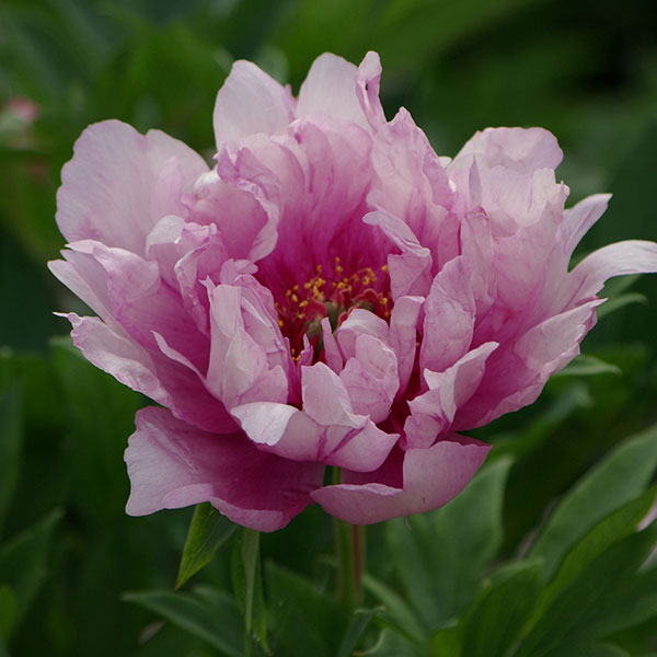 [26年2月中下旬予約]シャクヤク（インターセクショナルハイブリッド）：ファーストアライバル5-6号ポット