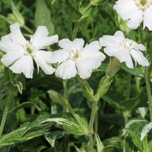 センノウ：斑入り白花マツモトセンノウ（松本仙翁）3号ポット