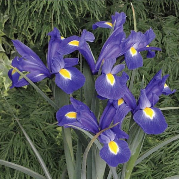 [26年2月中下旬予約]ダッチアイリス：ブルーマジック3号ポット