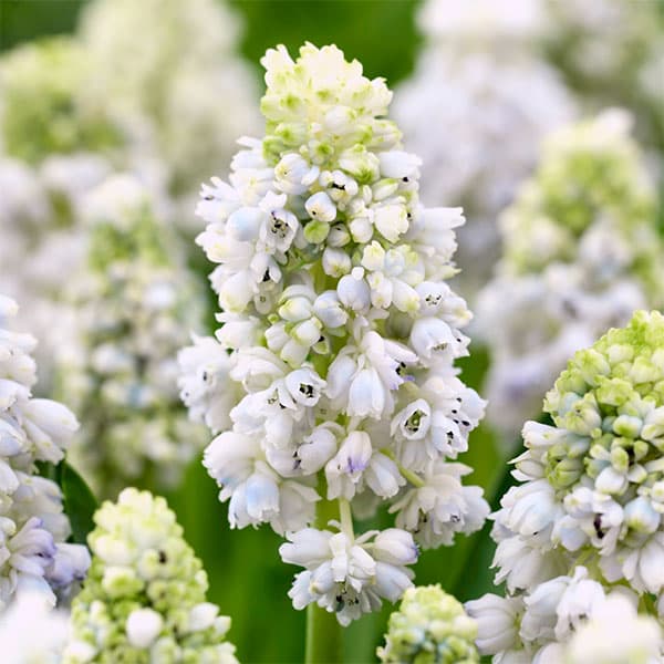 [26年2月中下旬予約]ムスカリ：ネイチャーズビューティー2.5号ポット