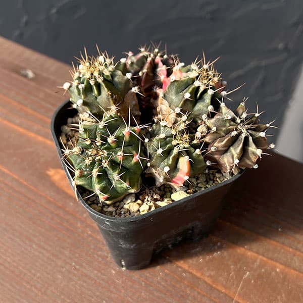 サボテン：ギムノカリキウム　ハイブリット（寄せ植え）　3.5号硬質ポット