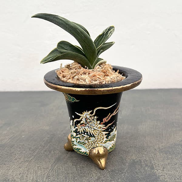 オモト（万年青）：お多福(おたふく)　錦鉢（龍）植え（内径約7ｃｍ、外径約11ｃｍ）【現品販売263616】