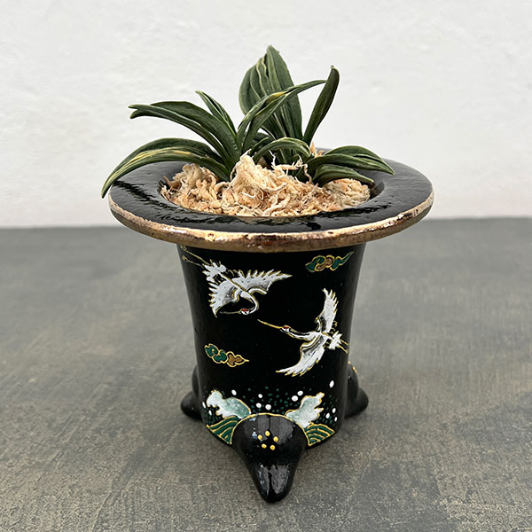 オモト（万年青）：瑞泉（ずいせん）　錦鉢（鶴）植え（内径約7ｃｍ、外径約11ｃｍ）【現品販売263618】