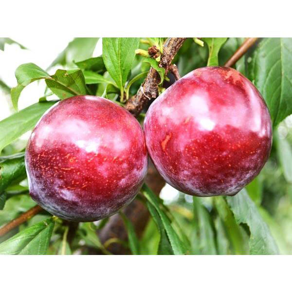 スモモ（プラム）：李楽(りら)TM　接木苗4-5号ポット