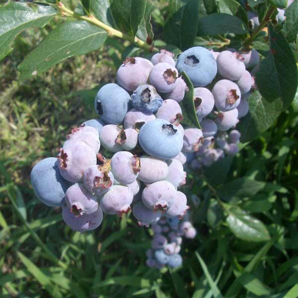 ブルーベリー：クライマックス3号ポット